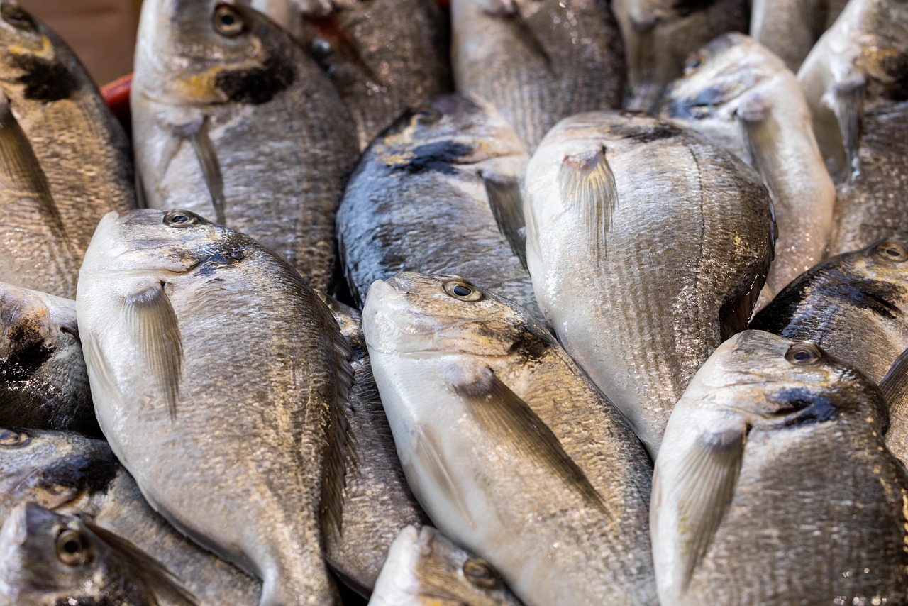Fish