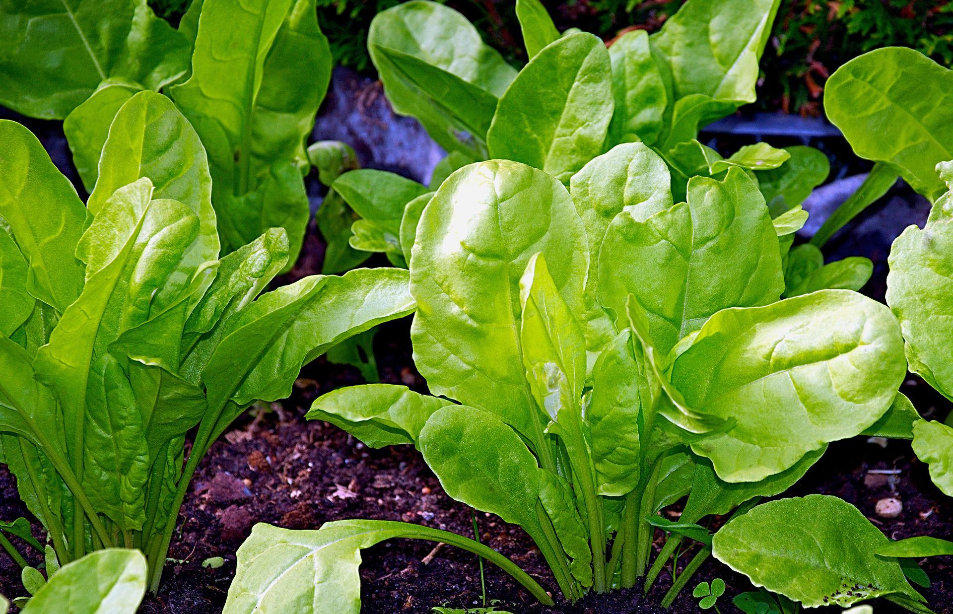 Chard g6f0f77839 1920