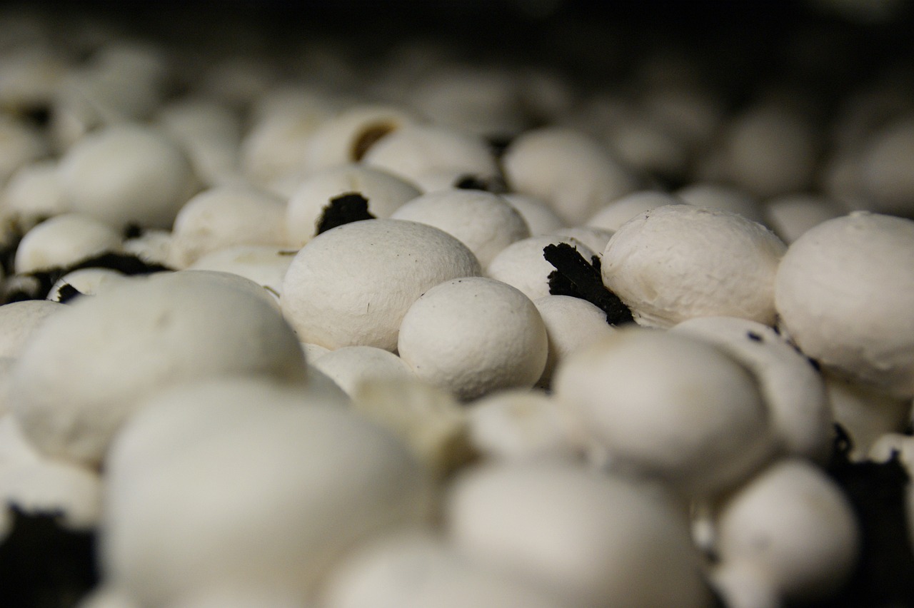 Mushrooms 1104147 1280