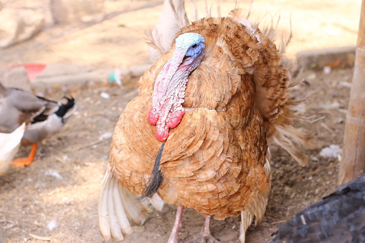 Pavos 5278942 1280