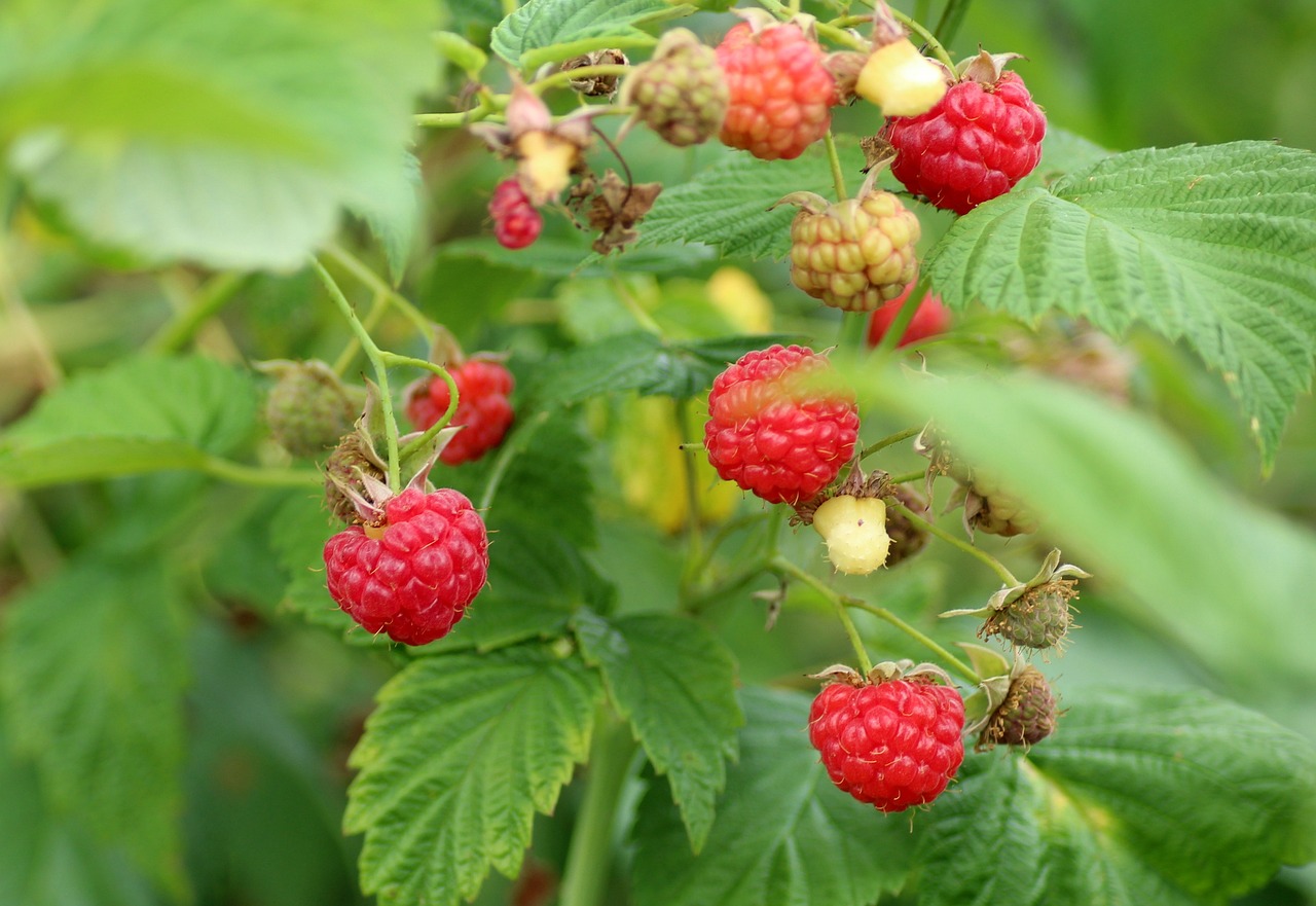 Raspberries 3475443