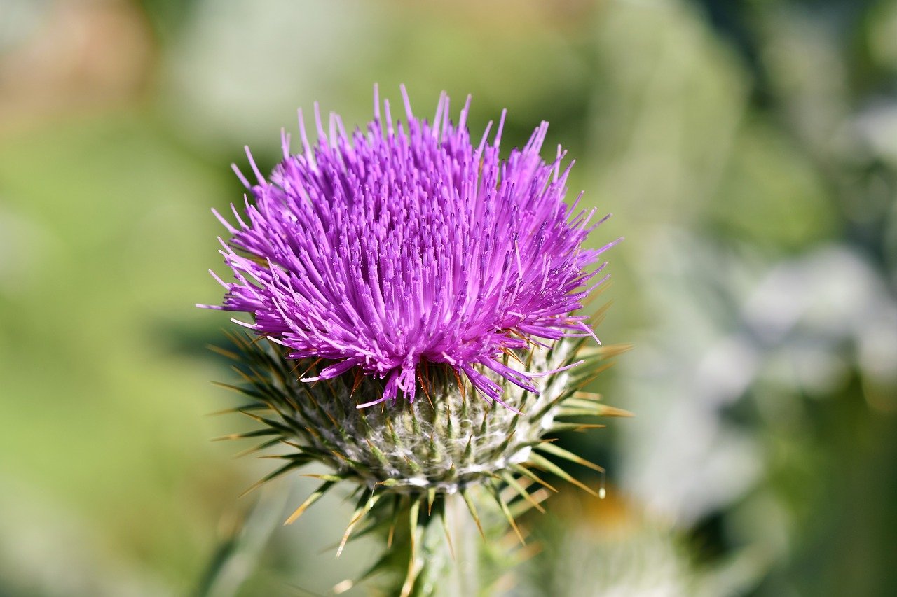 Thistle g8dd8a2faf 1280